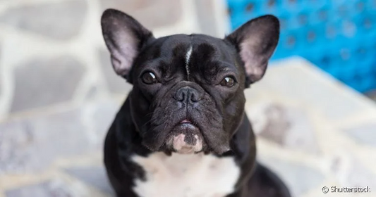 10 FATOS SOBRE O BULLDOG FRANCÊS: OS FAMOSINHOS DO MOMENTO!