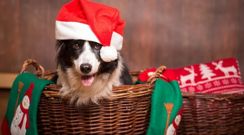6 CUIDADOS COM SEU CACHORRO NAS FESTAS DE FIM DE ANO