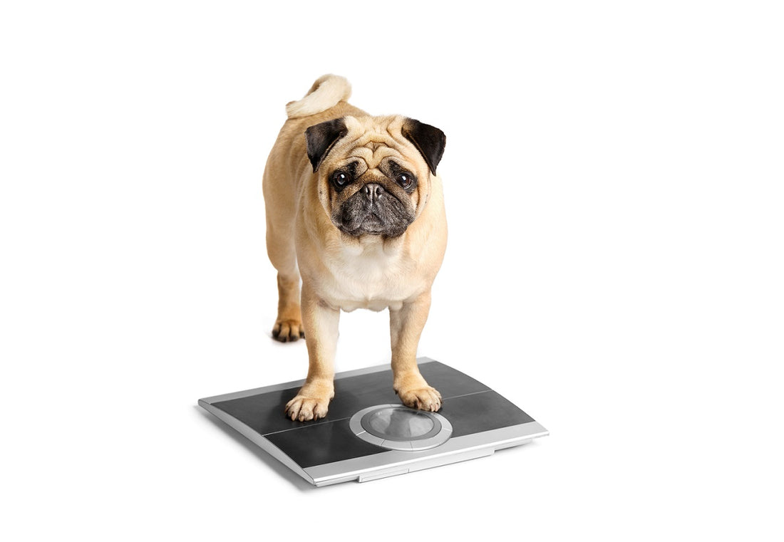 7 SINAIS DE QUE SEU CÃO ESTÁ OBESO