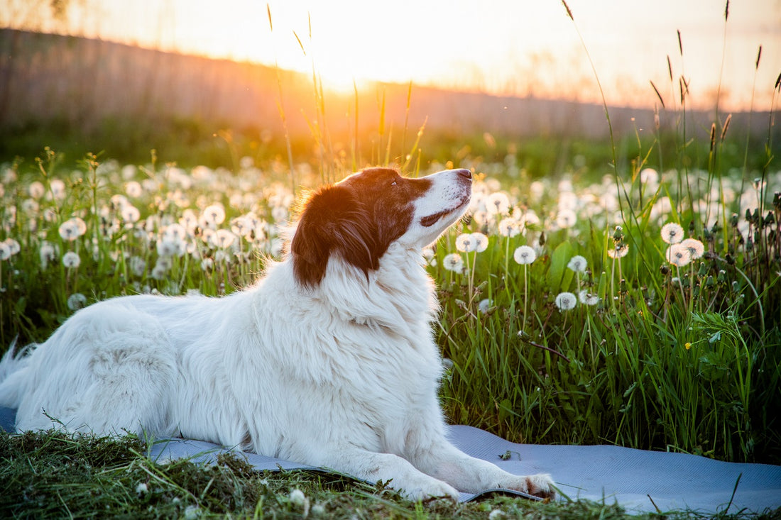 MEU CACHORRO COM UM PELO BONITO E SAUDÁVEL. É POSSÍVEL?