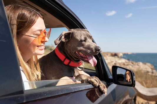 VIAJANDO COM O SEU PET: 5 DICAS INFALÍVEIS PARA FÉRIAS INESQUECÍVEIS