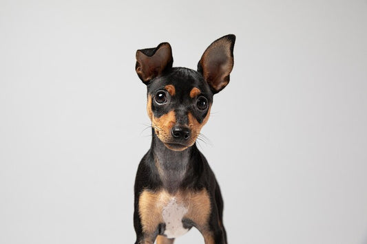 5 FORMAS SECRETAS QUE OS CÃES USAM PARA SE COMUNICAR COM A GENTE