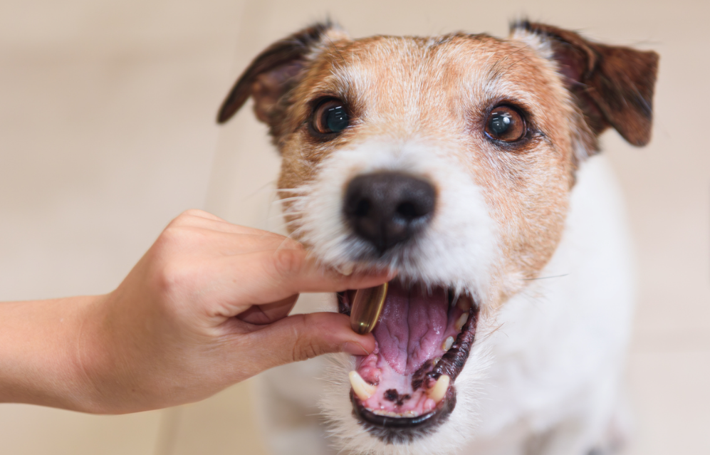Como dar comprimido para cachorro? 8 dicas infalíveis | PETVI