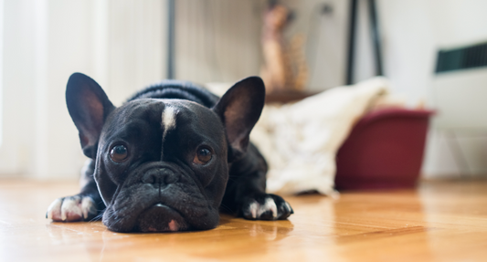 Cachorro vomitando: causas, tipos e tratamentos