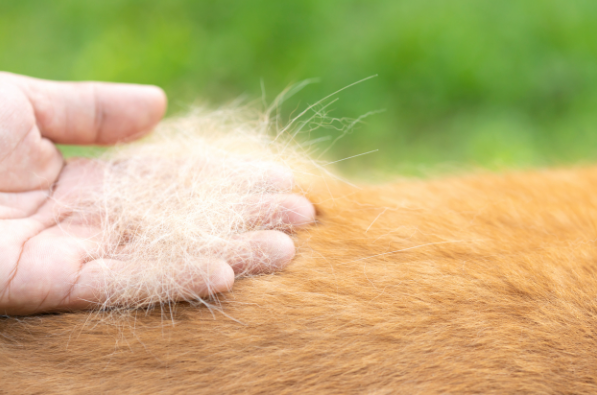 Cachorro Soltando Muito Pelo: Principais Causas e o que Fazer