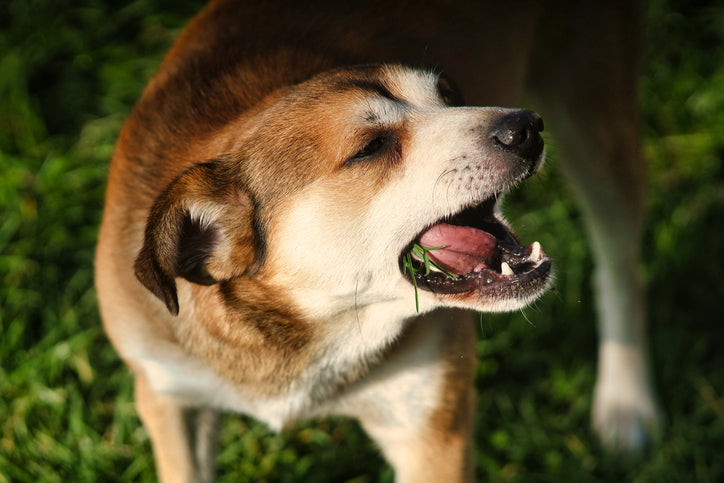 Cachorro vomitando espuma branca: 5 principais causas